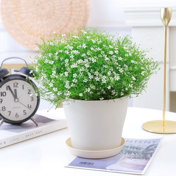 Mini Plastic Plant Pot With Saucers - Image 5